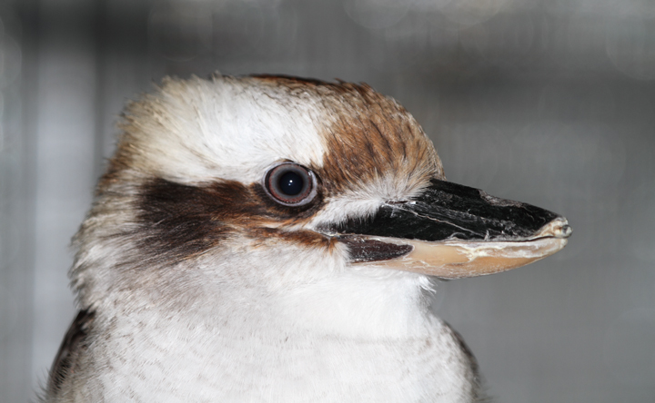Laughing Kookaburra - Rehabilitation at the National Aquarium (12/31/2009). Photo by Bill Hubick. Laughing Kookaburra - Rehabilitation at the National Aquarium (12/31/2009). Photo by Bill Hubick.