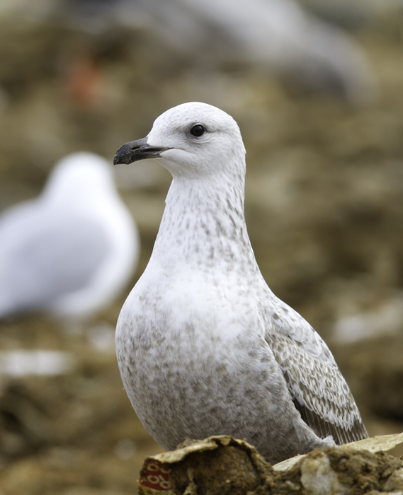 An interesting first-cycle gull at the Charles Co. Landfill, Maryland (1/29/2011). It is most likely just an unusual Herring Gull, but some features had us originally considering Lesser Black-backed x Herring hybrid. Photo by Bill Hubick.