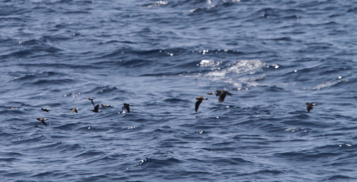 Leach's Storm-Petrel among Wilson's Storm-Petrels and an Audubon's Shearwater - Maryland waters (8/15/2010). Leach's Storm-Petrel among Wilson's Storm-Petrels and an Audubon's Shearwater - Maryland waters (8/15/2010). Photo by Bill Hubick.