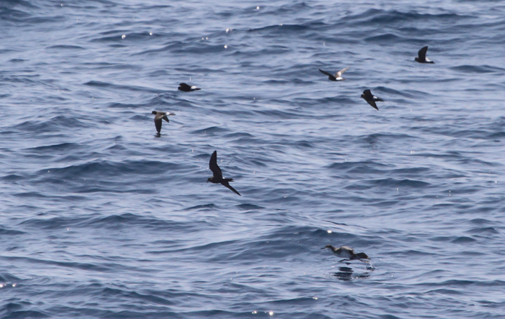 Leach's Storm-Petrel among Wilson's Storm-Petrels and an Audubon's Shearwater - Maryland waters (8/15/2010). Leach's Storm-Petrel among Wilson's Storm-Petrels and an Audubon's Shearwater - Maryland waters (8/15/2010). Photo by Bill Hubick.