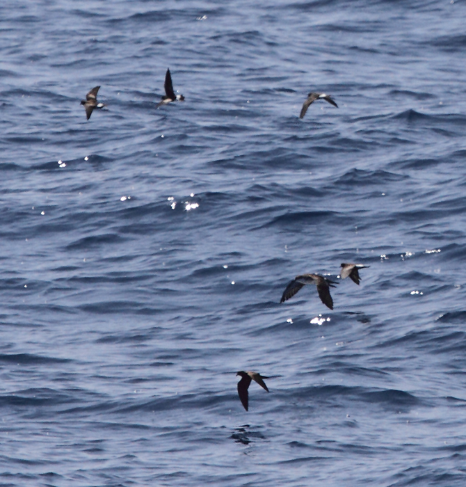 Leach's Storm-Petrel among Wilson's Storm-Petrels and an Audubon's Shearwater - Maryland waters (8/15/2010). Leach's Storm-Petrel among Wilson's Storm-Petrels and an Audubon's Shearwater - Maryland waters (8/15/2010). Photo by Bill Hubick.