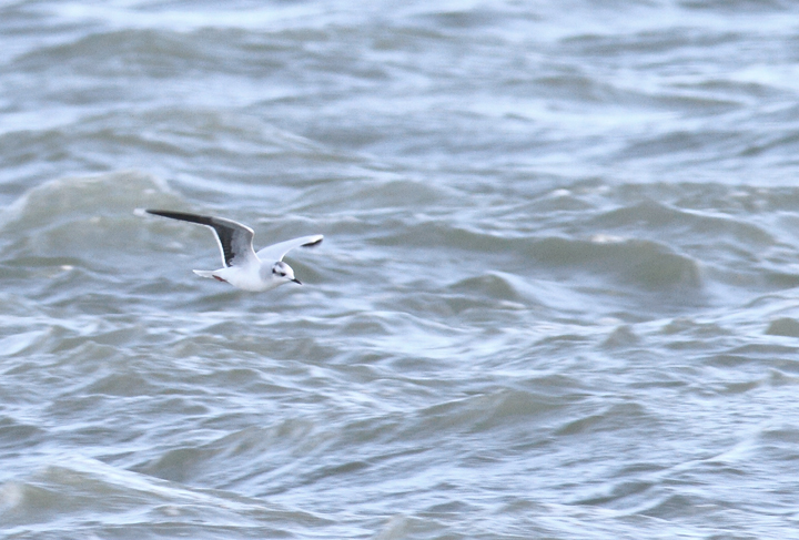 An adult Little Gull with Bonaparte's Gulls at the Ocean City Inlet, Maryland (12/5/2010). In addition to the diagnostic black underwings, note the structural differences, including daintier impression, smaller bill, and very rounded wings. The latter feature provides a different overall flight impression even at a distance. Photo by Bill Hubick.