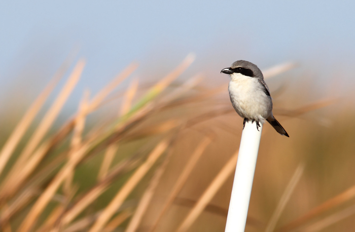 A Loggerhead Shrike hunts along a roadside in the Everglades. My friend Adam Kent watched one impale a Blue-headed Vireo before our trip south. A Loggerhead Shrike hunts along a roadside in the Everglades. My friend Adam Kent watched one impale a Blue-headed Vireo before our trip south. Photo by Bill Hubick.