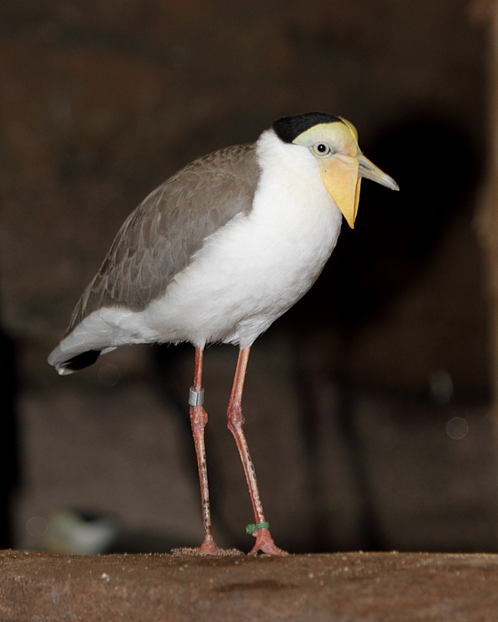 Masked Lapwing - Australia exhibit at the National Aquarium (12/31/2009). Photo by Bill Hubick. Masked Lapwing - Australia exhibit at the National Aquarium (12/31/2009). Photo by Bill Hubick.