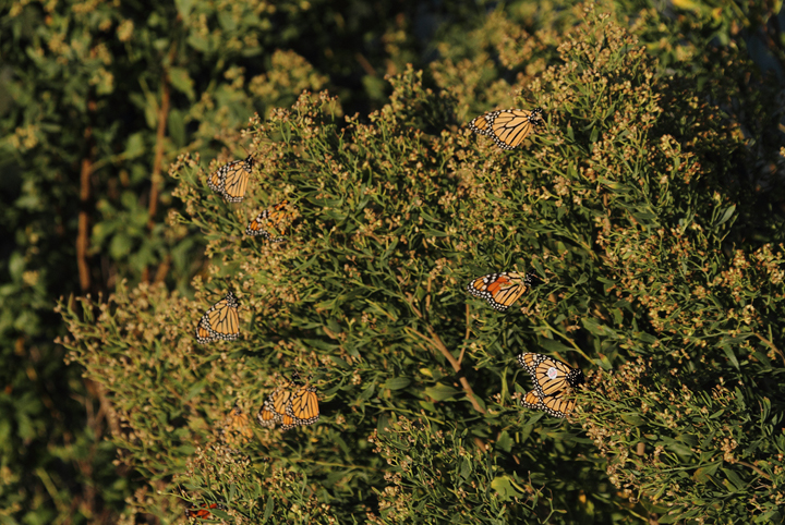 Monarchs were abundant at Point Lookout SP on 10/2/2010. Hundreds covered sections of water bushes and pines, seeking shelter from the strong winds during the height of their southerly migration. One individual featured a wing tag from <a href='http://www.monarchwatch.org/' class='text' target='_blank'>Monarch Watch</a> out of Kansas University. I submitted a report for this individual, NBC786 Photo by Bill Hubick.