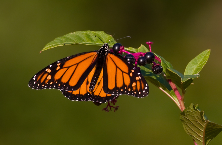A Monarch suns on Common Pokeweed in the morning sun. (Eastern Neck NWR, Kent Co., Maryland, 10/1/2009) A Monarch suns on Common Pokeweed in the morning sun. (Eastern Neck NWR, Kent Co., Maryland, 10/1/2009)