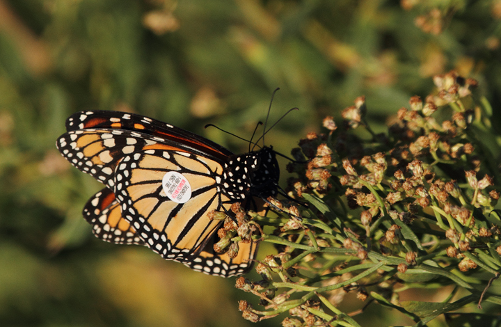Monarchs were abundant at Point Lookout SP on 10/2/2010. Hundreds covered sections of water bushes and pines, seeking shelter from the strong winds during the height of their southerly migration. One individual featured a wing tag from <a href='http://www.monarchwatch.org/' class='text' target='_blank'>Monarch Watch</a> out of Kansas University. I submitted a report for this individual, NBC786 Photo by Bill Hubick.