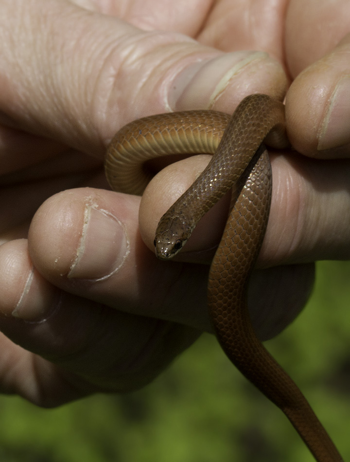 A rare Mountain Earth Snake spotted by Tom Feild in Garrett Co., Maryland (5/21/2011). Endangered species. Photo by Bill Hubick.