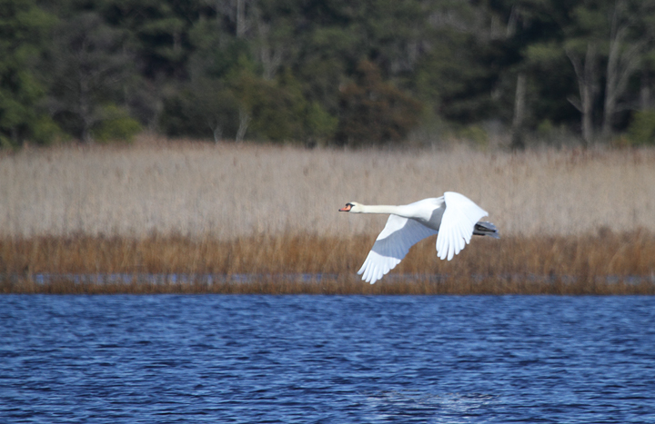 A Mute Swan - the heaviest bird capable of flight - lifting off at Fairmount WMA, Maryland (12/27/2009). Photo by Bill Hubick. A Mute Swan - the heaviest bird capable of flight - lifting off at Fairmount WMA, Maryland (12/27/2009). Photo by Bill Hubick.