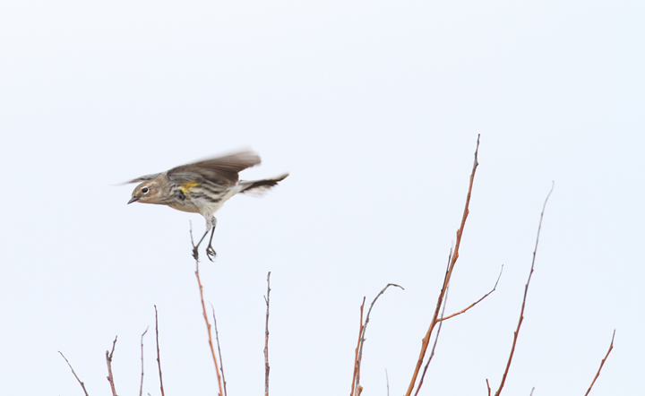 One of over 1,000 southbound migrant Myrtle Warblers on Assateague Island, Maryland (10/26/2010). Photo by Bill Hubick.
