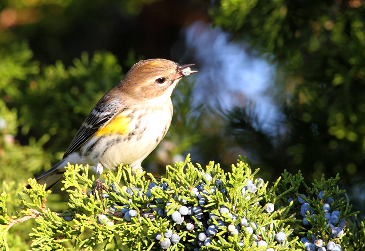 Myrtle Warblers on Assateague Island, Maryland (11/7/2009). Myrtle Warblers on Assateague Island, Maryland (11/7/2009).