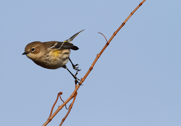 Myrtle Warblers on Assateague Island, Maryland (11/7/2009). Myrtle Warblers on Assateague Island, Maryland (11/7/2009).