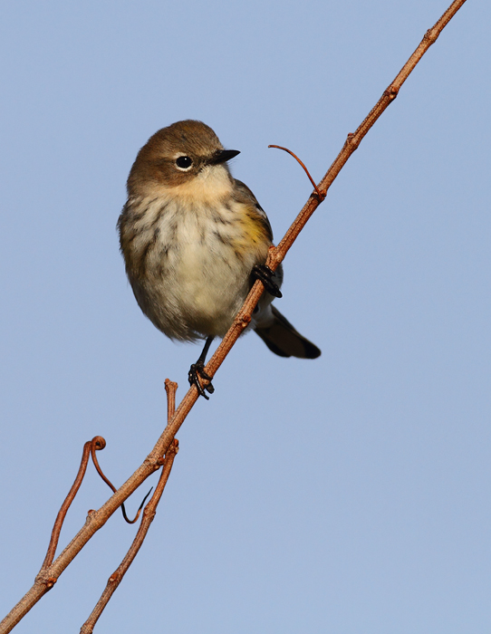 Myrtle Warblers on Assateague Island, Maryland (11/7/2009). Myrtle Warblers on Assateague Island, Maryland (11/7/2009).