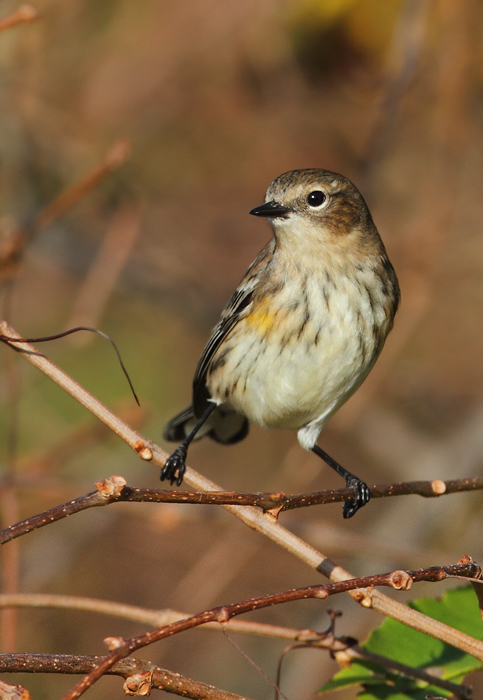 Myrtle Warblers on Assateague Island, Maryland (11/15/2009). Myrtle Warblers on Assateague Island, Maryland (11/15/2009).