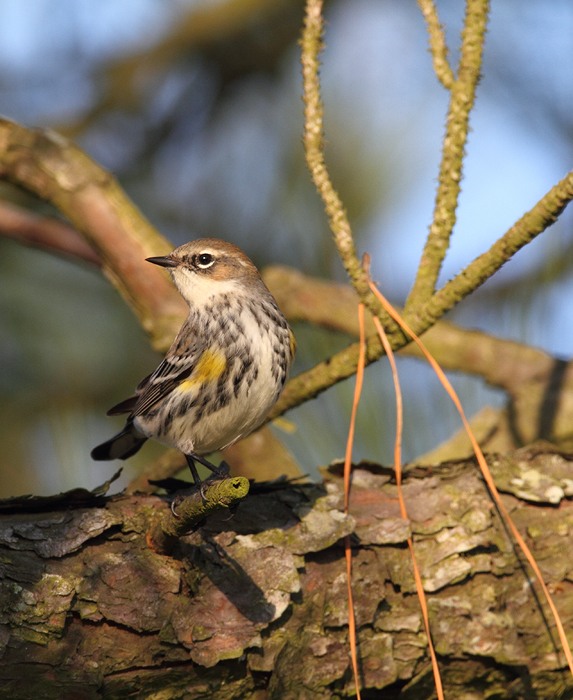 A Myrtle Warbler at Fairmount WMA, Maryland (12/29/2009). A Myrtle Warbler at Fairmount WMA, Maryland (12/29/2009).