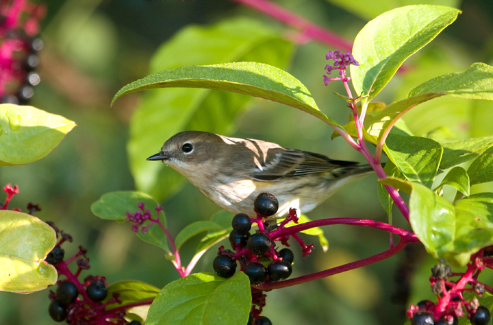 A migrant Myrtle Warbler in the pokeweed at Blairs Valley, Washington Co., Maryland (10/3/2009). A migrant Myrtle Warbler in the pokeweed at Blairs Valley, Washington Co., Maryland (10/3/2009).