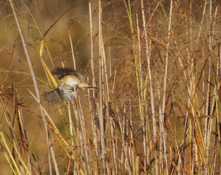 Two shots of a Nelson's Sparrow in flight, about the best we can hope to see during a quick flight view. Photo by Bill Hubick.