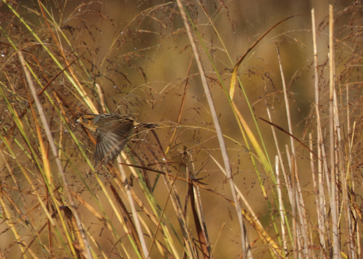Two shots of a Nelson's Sparrow in flight, about the best we can hope to see during a quick flight view. Photo by Bill Hubick.