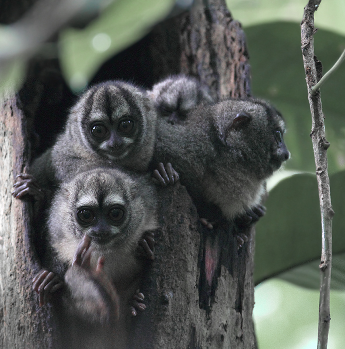 Night Monkeys! This family of Western Night Monkeys was undoubtedly one of the coolest things I have ever seen. Night Monkeys! This family of Western Night Monkeys was undoubtedly one of the coolest things I have ever seen. Photo by Bill Hubick.