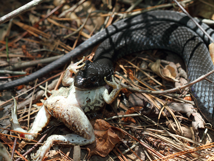 A Northern Black Racer with prey in Caroline Co., Maryland (6/26/2010). Photo by Bill Hubick.
