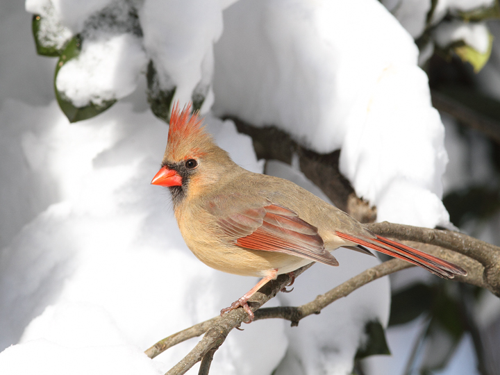 A female Northern Cardinal in our yard in Pasadena, Maryland (2/7/2010). Photo by Bill Hubick. A female Northern Cardinal in our yard in Pasadena, Maryland (2/7/2010). Photo by Bill Hubick.