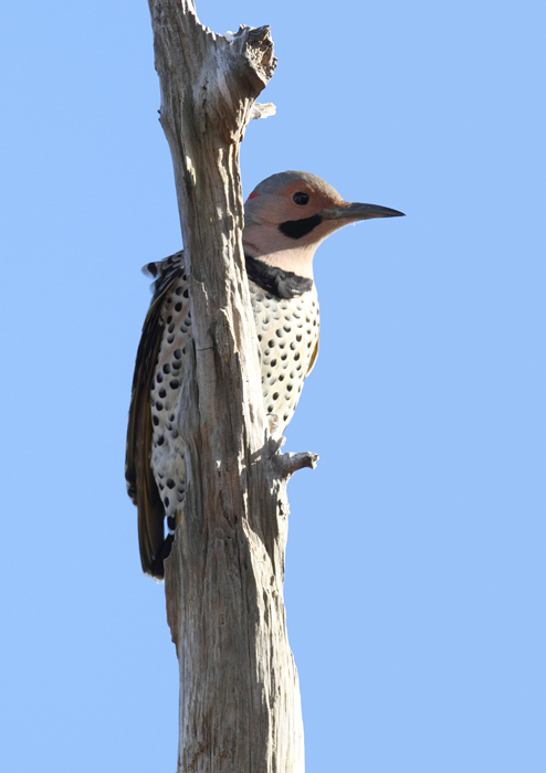 A male Northern Flicker in Somerset Co., Maryland (11/29/2009). The second image
shows an undertail view that's difficult to mistake. A male Northern Flicker in Somerset Co., Maryland (11/29/2009). The second image
shows an undertail view that's difficult to mistake.