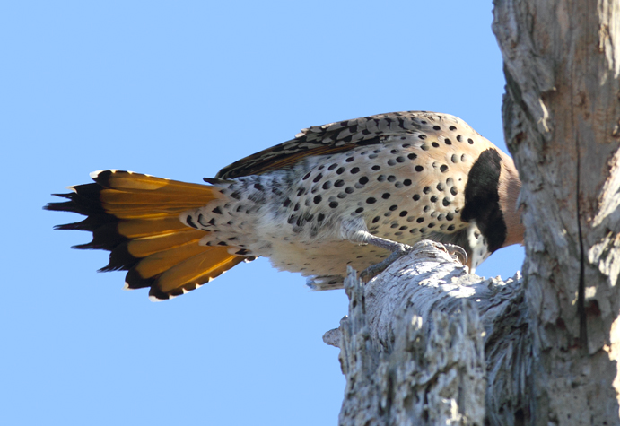 A male Northern Flicker in Somerset Co., Maryland (11/29/2009). The second image
shows an undertail view that's difficult to mistake. A male Northern Flicker in Somerset Co., Maryland (11/29/2009). The second image
shows an undertail view that's difficult to mistake.