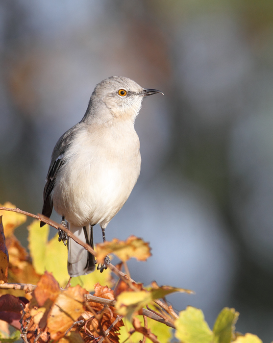 A Northern Mockingbird on Assateague Island, Maryland (11/7/2009). Note the unusual upper mandible shape. A Northern Mockingbird on Assateague Island, Maryland (11/7/2009). Note the unusual upper mandible shape.