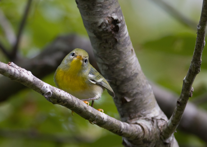 A Northern Parula investigates birders on Assateague Island, Maryland (9/26/2009). A Northern Parula investigates birders on Assateague Island, Maryland (9/26/2009).