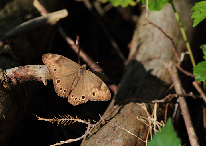 A Northern Pearly-Eye in Montgomery Co., Maryland (6/12/2010). Photo by Bill Hubick.