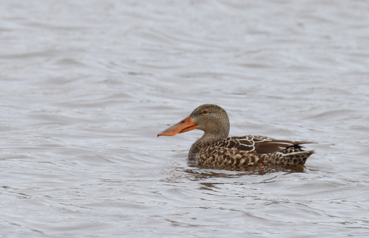 Northern Shovelers at Bayside Development Pond, Worcester Co., Maryland (1/24/2010). Photo by Bill Hubick. Northern Shovelers at Bayside Development Pond, Worcester Co., Maryland (1/24/2010). Photo by Bill Hubick.