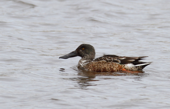 Northern Shovelers at Bayside Development Pond, Worcester Co., Maryland (1/24/2010). Photo by Bill Hubick. Northern Shovelers at Bayside Development Pond, Worcester Co., Maryland (1/24/2010). Photo by Bill Hubick.