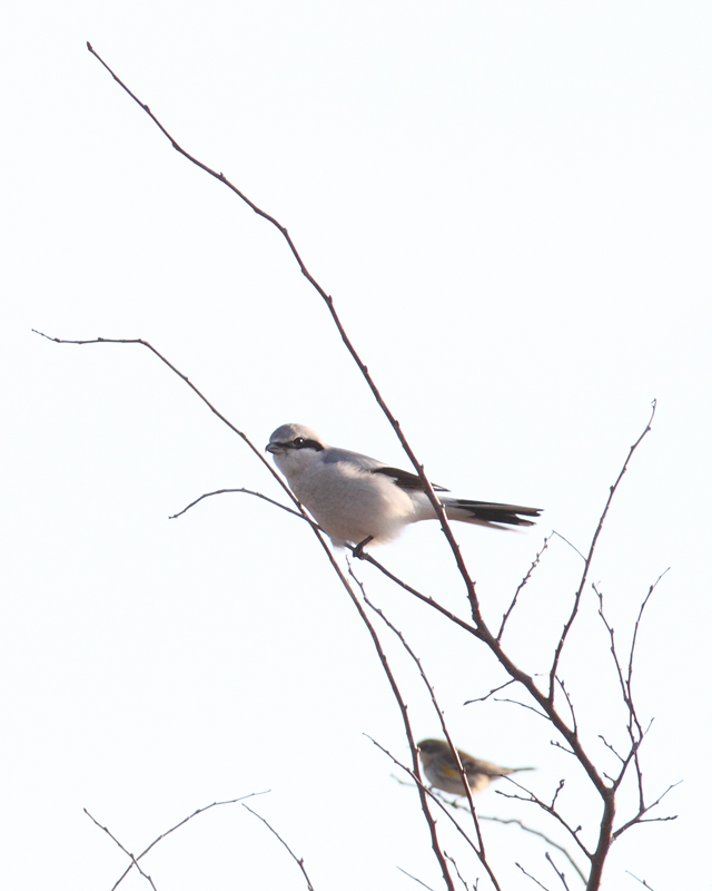 A Northern Shrike on Assateague Island, Maryland (12/5/2010). Found on the Rarity Roundup (11/13) by Mike Walsh and Ron Gutberlet and continuing over a large area around Bayside Campground. A Northern Shrike on Assateague Island, Maryland (12/5/2010). Found on the Rarity Roundup (11/13) by Mike Walsh and Ron Gutberlet and continuing over a large area around Bayside Campground. Photo by Bill Hubick.