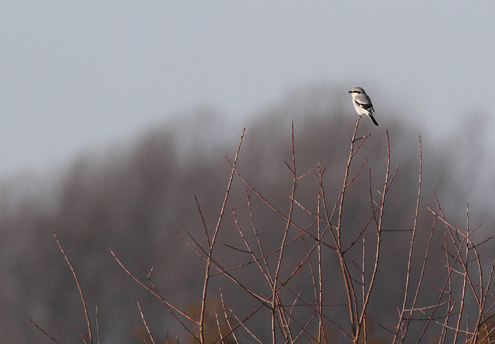The continuing Northern Shrike at Chino Farms in Queen Anne's Co., Maryland (12/24/2009). The continuing Northern Shrike at Chino Farms in Queen Anne's Co., Maryland (12/24/2009).
