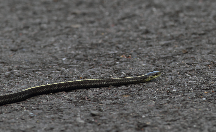 A Northwestern Garter Snake (<em>Thamnophis ordinoides</em>) near Portland, Oregon (9/2/2010). Photo by Bill Hubick.