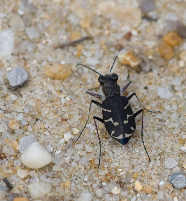 A presumed Oblique-lined Tiger Beetle in Idyllwild, Caroline Co., Maryland (10/2/2009). A presumed Oblique-lined Tiger Beetle in Idyllwild, Caroline Co., Maryland (10/2/2009).
