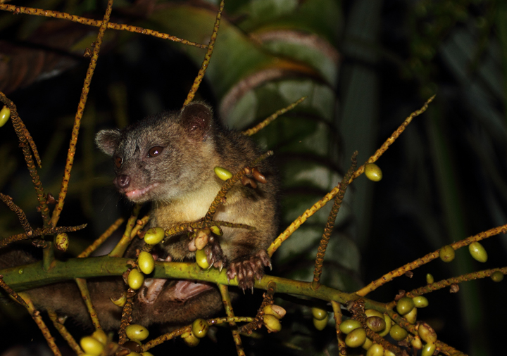 This delightful creature, an Olingo, was willing to approach our huts in Nusagandi, Panama to take advantage of an abundance of palm fruit. Photo by Bill Hubick.