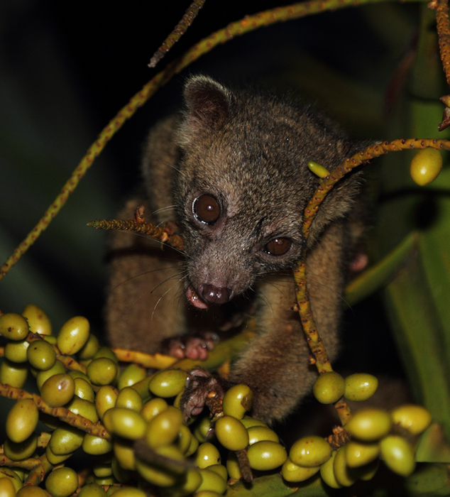 This delightful creature, an Olingo, was willing to approach our huts in Nusagandi, Panama to take advantage of an abundance of palm fruit. Photo by Bill Hubick.