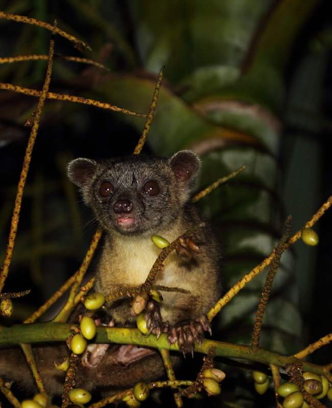 This delightful creature, an Olingo, was willing to approach our huts in Nusagandi, Panama to take advantage of an abundance of palm fruit. This delightful creature, an Olingo, was willing to approach our huts in Nusagandi, Panama to take advantage of an abundance of palm fruit. Photo by Bill Hubick.