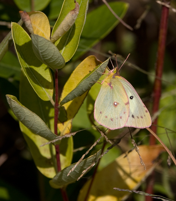 A white-form female Orange Sulfur at Eastern Neck NWR, Kent Co., Maryland (10/1/2009). A white-form female Orange Sulfur at Eastern Neck NWR, Kent Co., Maryland (10/1/2009).