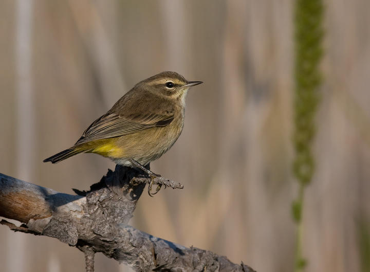 Western Palm Warbler at Eastern Neck NWR, Maryland (10/1/2009). Western Palm Warbler at Eastern Neck NWR, Maryland (10/1/2009).