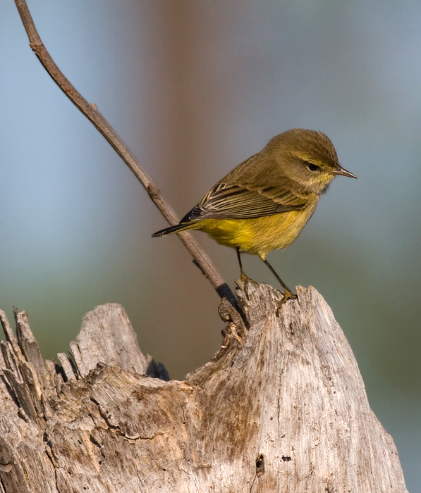 Yellow Palm Warbler at Eastern Neck NWR, Maryland (10/1/2009). Yellow Palm Warbler at Eastern Neck NWR, Maryland (10/1/2009).
