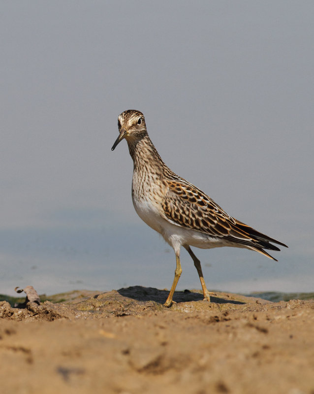 Pectoral Sandpipers at Triadelphia Reservoir, Montgomery Co., Maryland (9/19/2010). Photo by Bill Hubick.