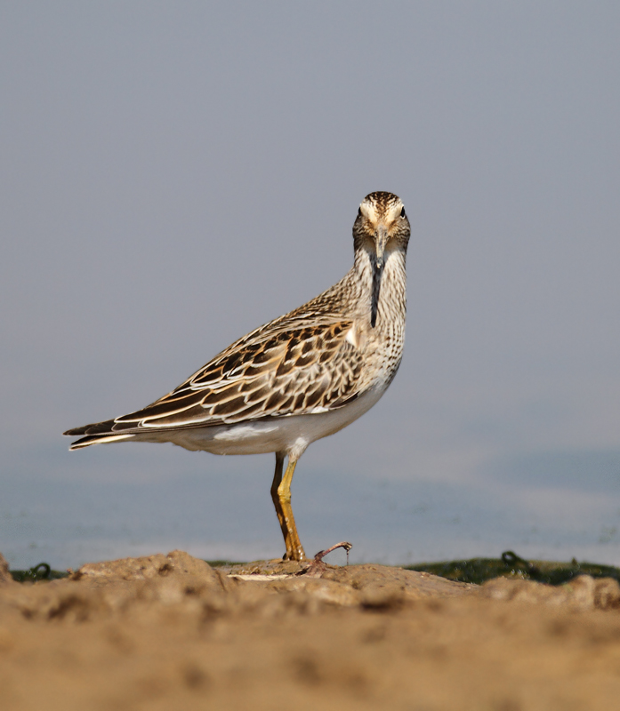 Pectoral Sandpipers at Triadelphia Reservoir, Montgomery Co., Maryland (9/19/2010). Photo by Bill Hubick.
