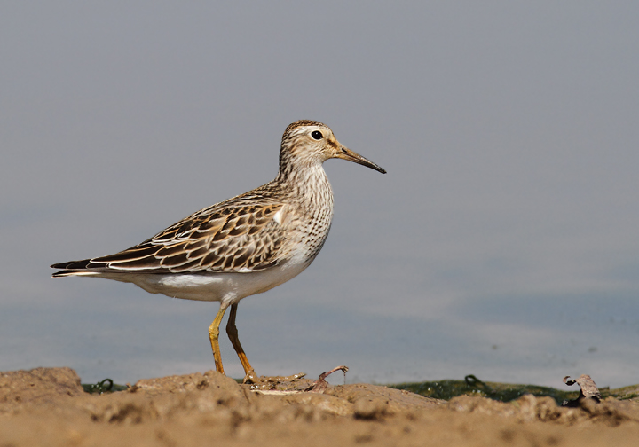 Pectoral Sandpipers at Triadelphia Reservoir, Montgomery Co., Maryland (9/19/2010). Photo by Bill Hubick.