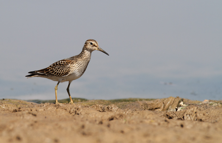 Pectoral Sandpipers at Triadelphia Reservoir, Montgomery Co., Maryland (9/19/2010). Photo by Bill Hubick.