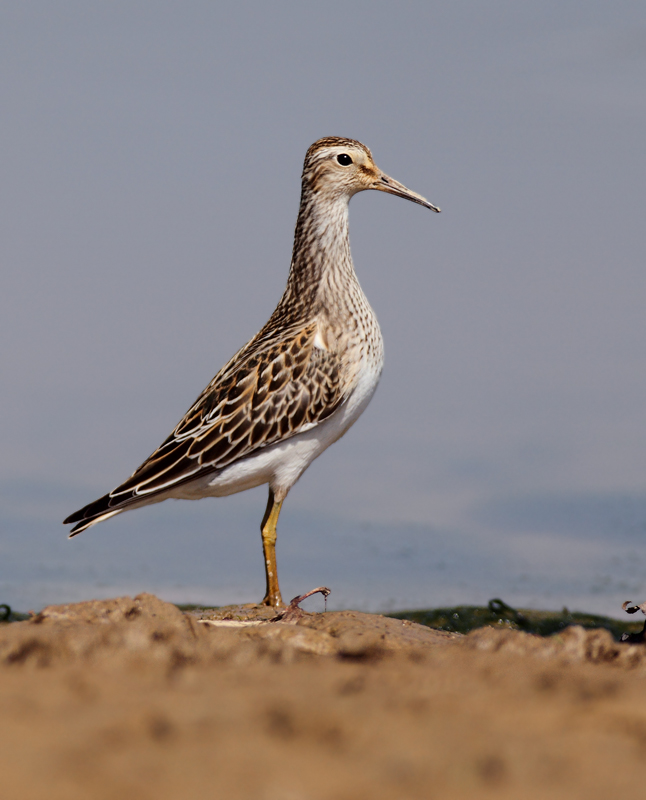 Pectoral Sandpipers at Triadelphia Reservoir, Montgomery Co., Maryland (9/19/2010). Photo by Bill Hubick.