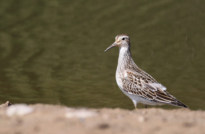 Pectoral Sandpipers at Triadelphia Reservoir, Montgomery Co., Maryland (9/19/2010). Photo by Bill Hubick.