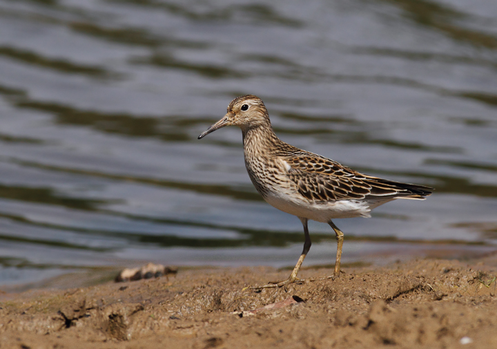 Pectoral Sandpipers at Triadelphia Reservoir, Montgomery Co., Maryland (9/19/2010). Photo by Bill Hubick.