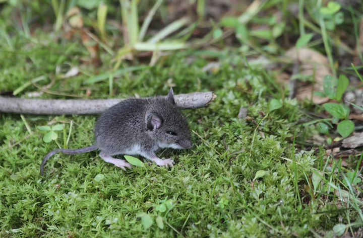 A young <em>Peromyscus</em> mouse, probably White-footed Mouse, in Cecil Co., Maryland  Photo by Bill Hubick.